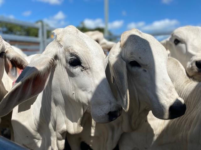 cattle sarina