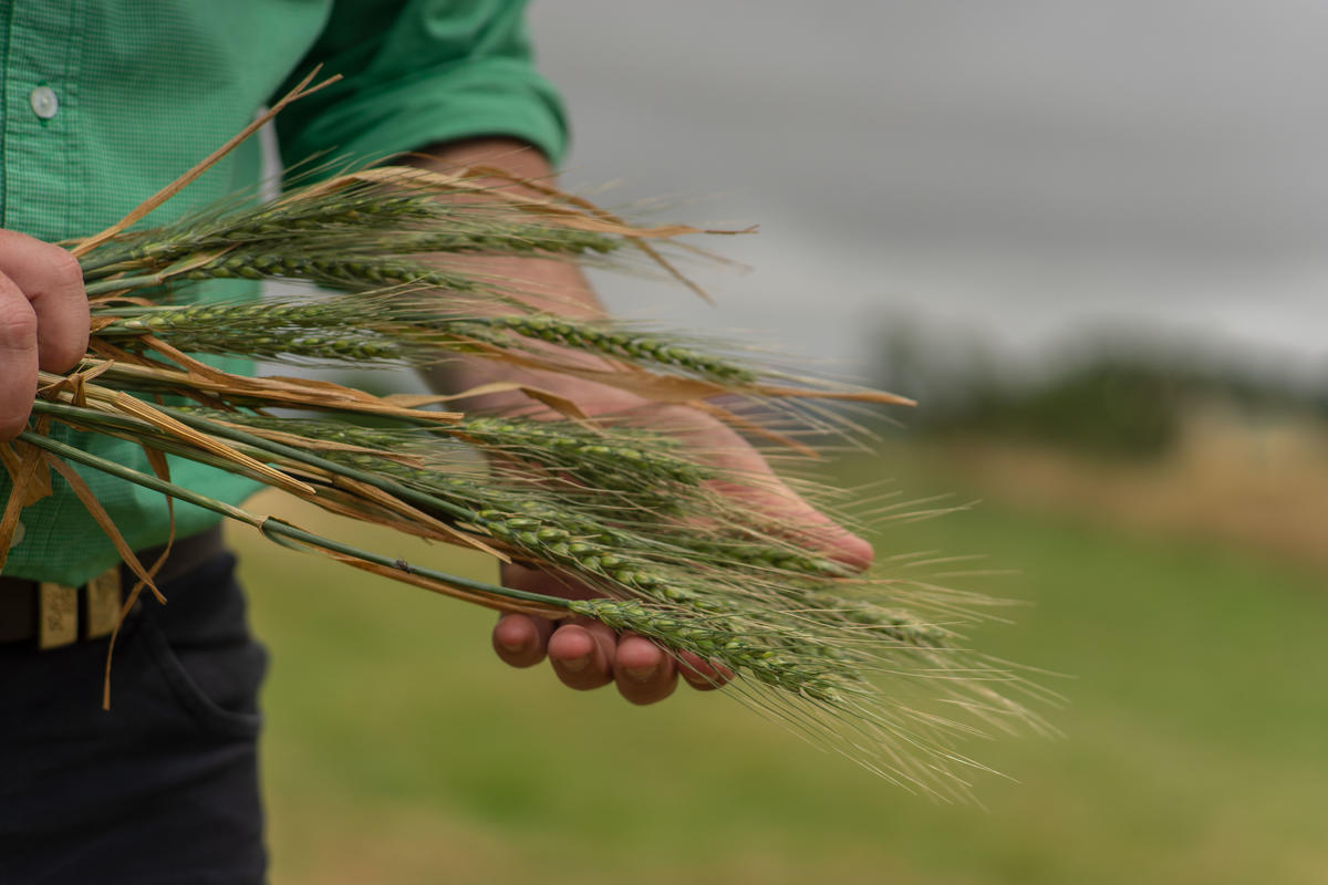 Agronomy