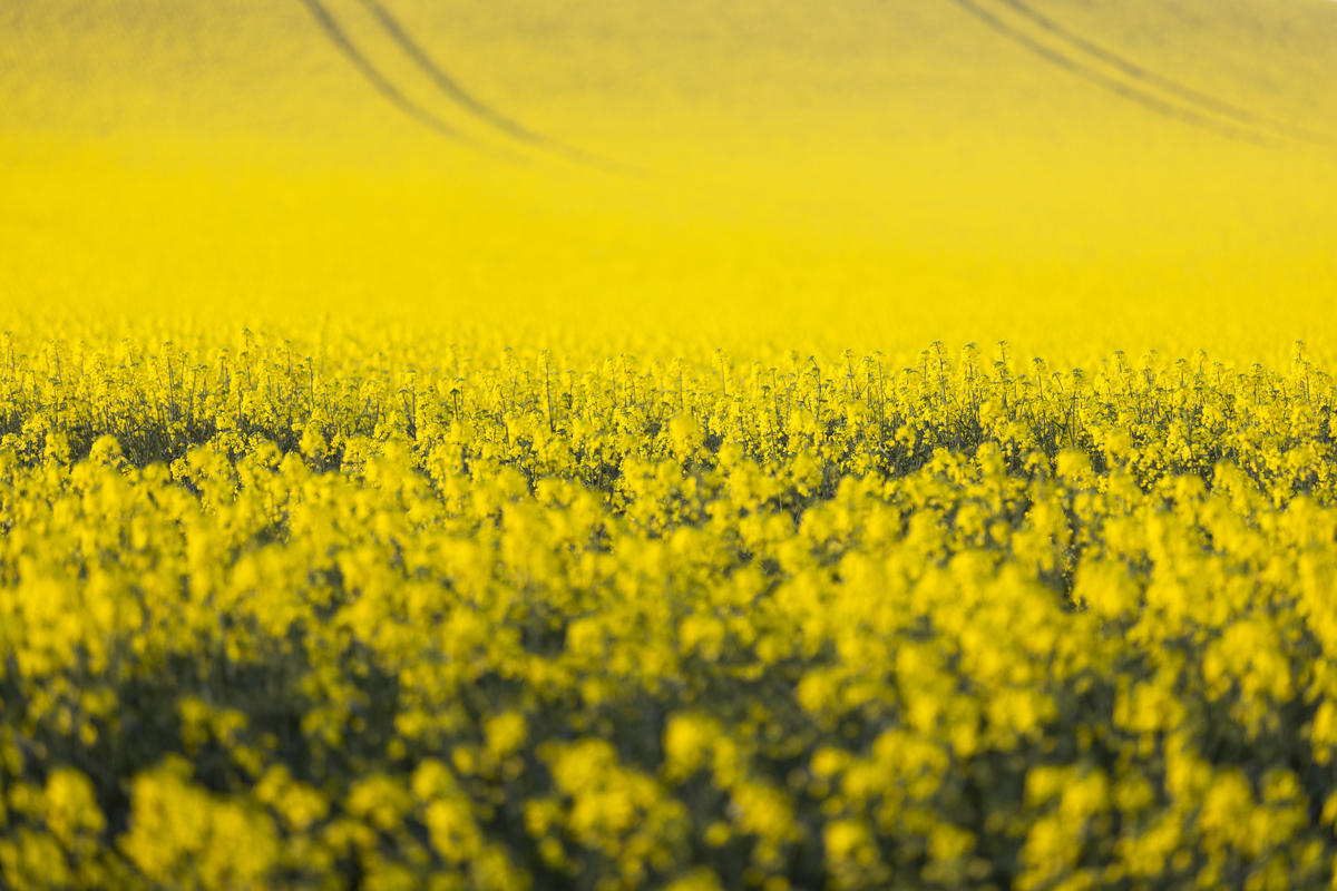 Canola