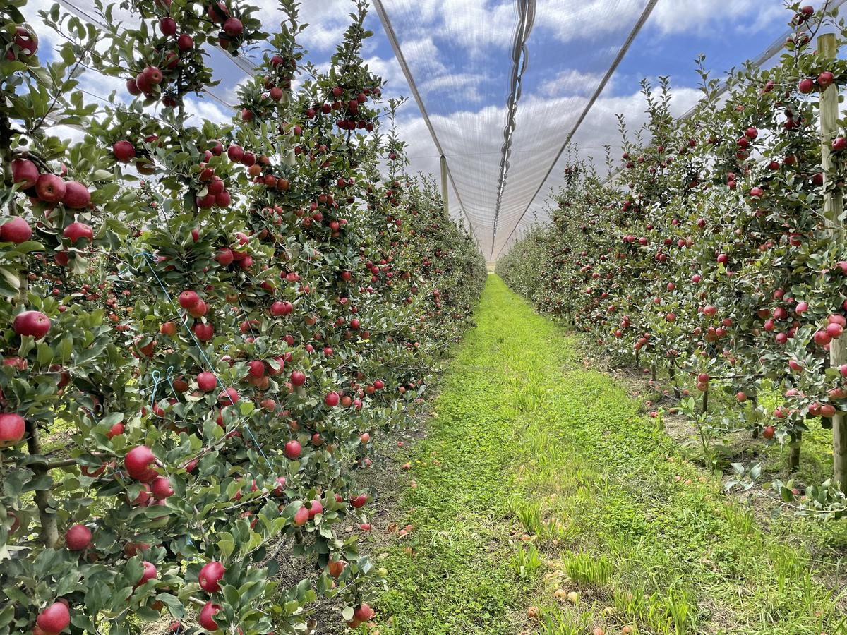 Picture of apples