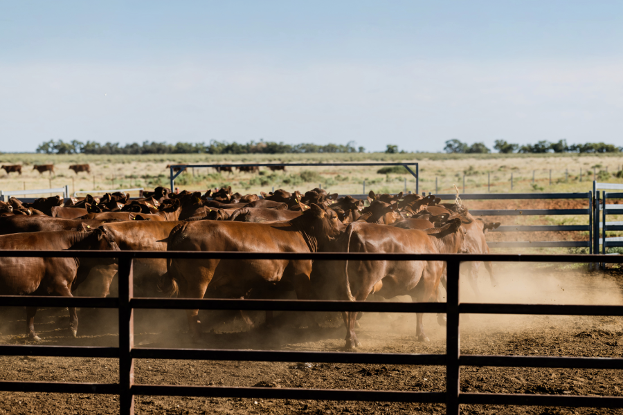 Nutrien Ag Solutions Livestock and Equine Insurance